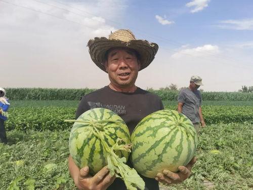 甘肃回民网红吃瓜视频,揭秘当地特色美食与风土人情